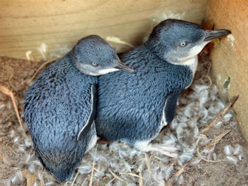 New penguin viewing platform at Pilots Beach